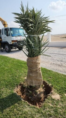 زراعه وديكورات حدائق