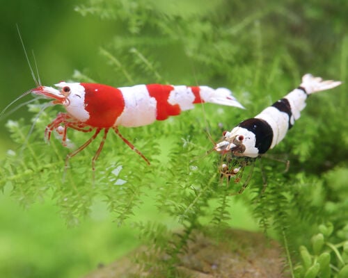 Caridina Aquarium Shrimps