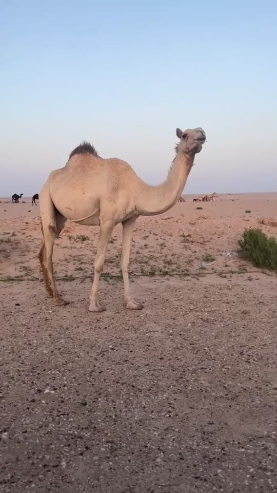 للبيع سودانيه من هجن سعيد منانه 