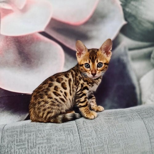 Male and Female Bengal Cats