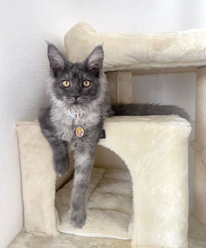 Main Coon kittens Male and Female