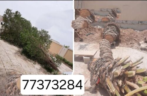 نقوم بتقطيع الاشجار والنخيل