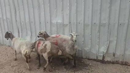 للبيع شويهات دفيع