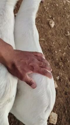 تيوس عمانيات