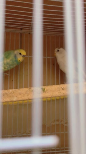 home bred male female budgie