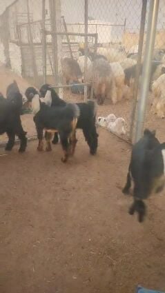 تيوس سمان فاخره على الشرط انتاج ع