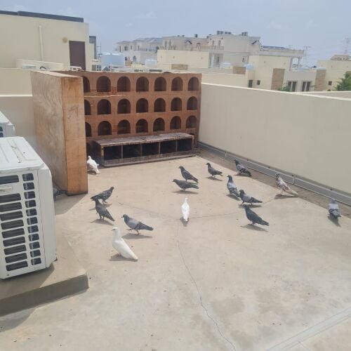 حمام للبيع الجوز ب30