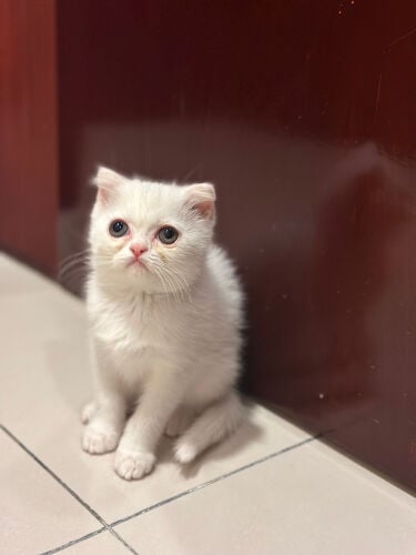 British Female kitten for sale.