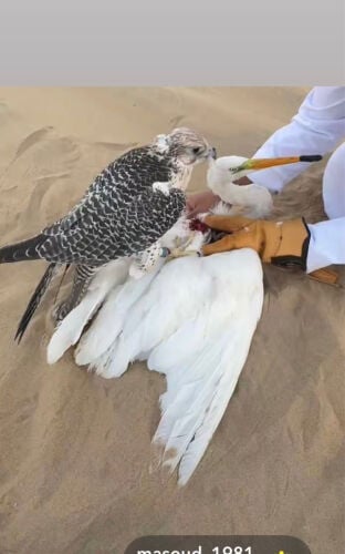 الي حوله طير ب500يتواصل معي واتس 