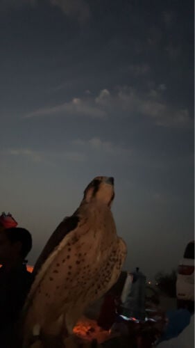 وكري سوداني