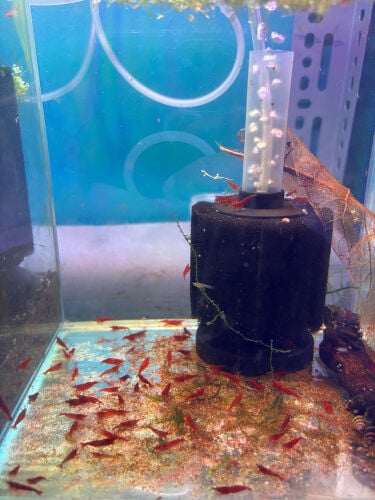 fire red shrimps for sale 
