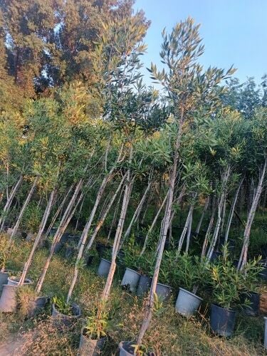 اشجار بريه  وساتر للعزب والمزارع