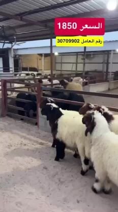 هرافا فل الفل