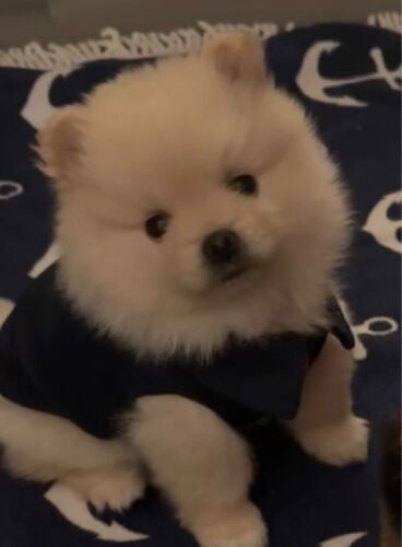 quality pom 77904452