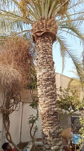 قطع الاشجار ونقل النخيل وزراعته