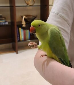 Indian ringneck parrot