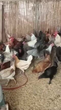 للبيع دجاج بياض حجم كبير 