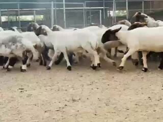 للبيع غنم سوريه طيبه دبس فاخره 