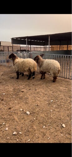 جذعات طيبة مستعدة للفحل