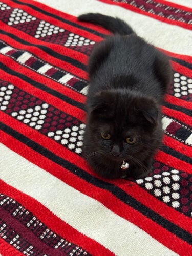 Scottish Fold