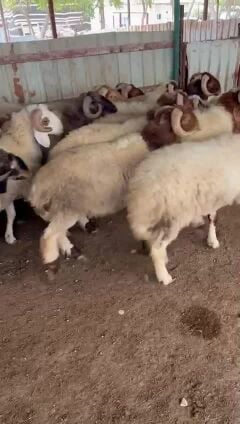 خرفان سورية طيبة