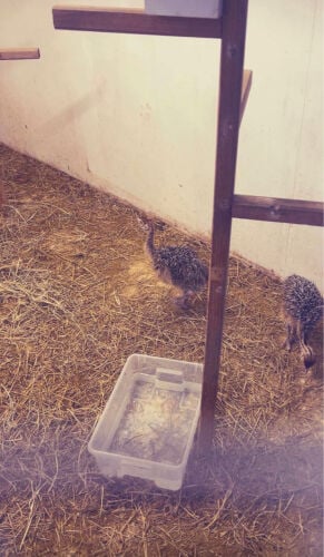 نعام أفريقي