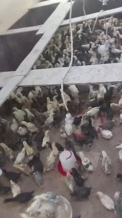 desi chicken for sale