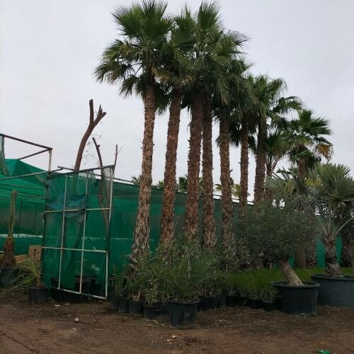 منسق ومصمم حدايق 55079950