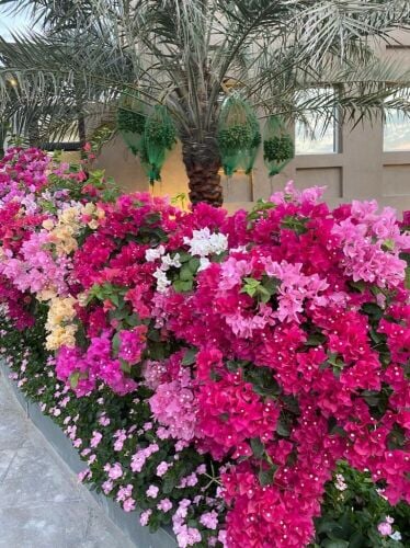 عمل جميع الديكور 55079950