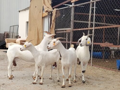 معزه عمانيه برص طيبه