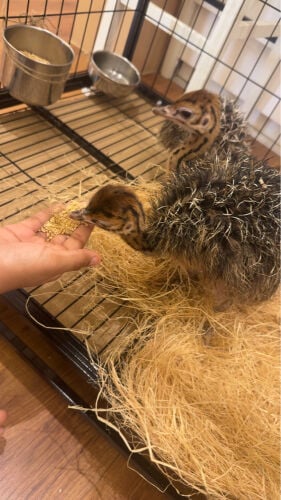 النعام الافريقي