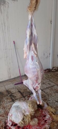 قصاب خرفان وماعز وغزلان
