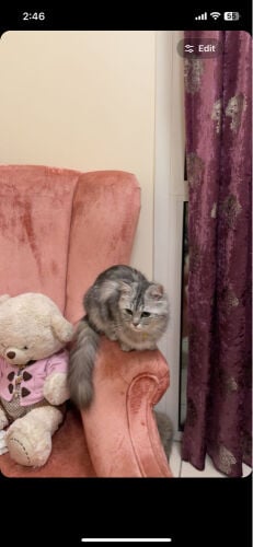 persian cat for sale with passport 