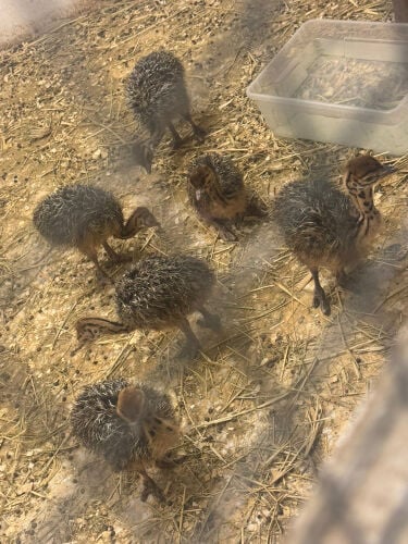 نعام افريقي 