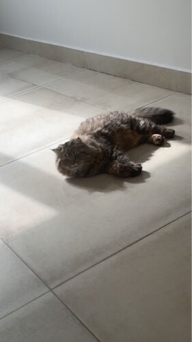 شيرازي سيبيري