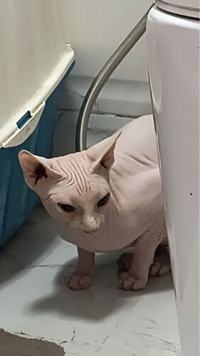 pure Sphynx cat for sale 