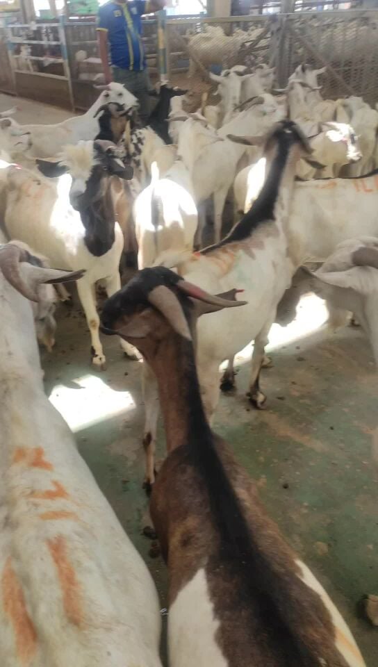 New India Goat