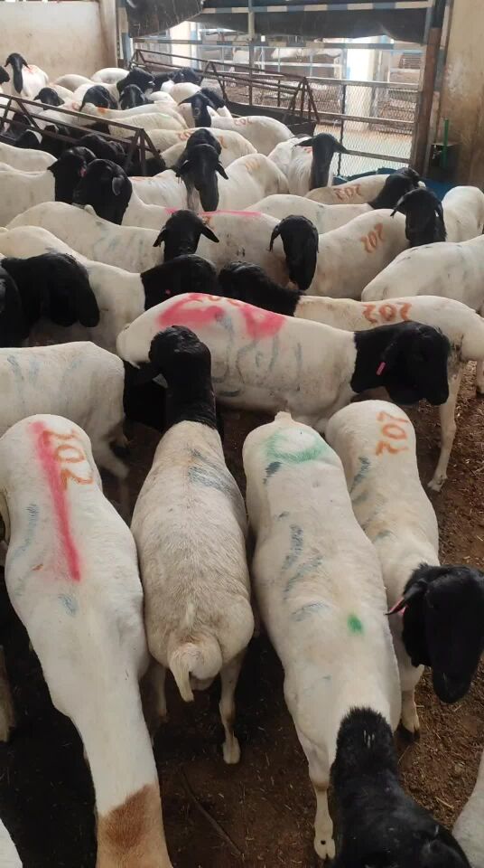 New Sumali Sheep
