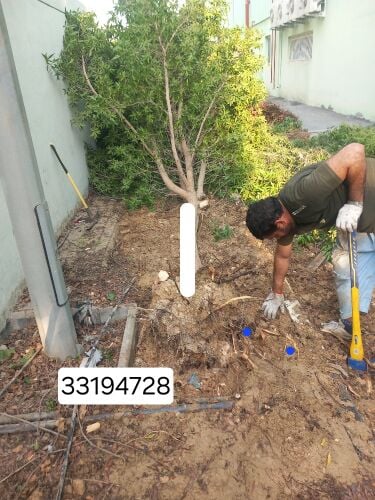 نقوم بتقطيع الاشجار والنخيل