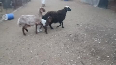 شوهات وليد طيبه