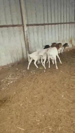 بربر 