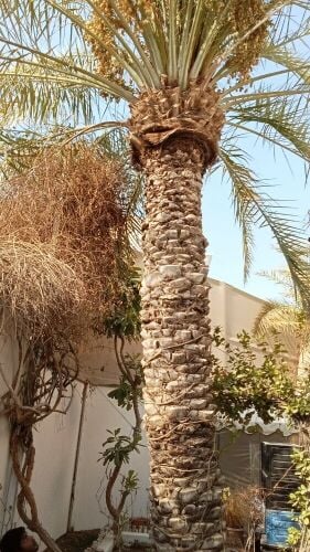 نقل النخيل وزراعته وقطع الاشجار