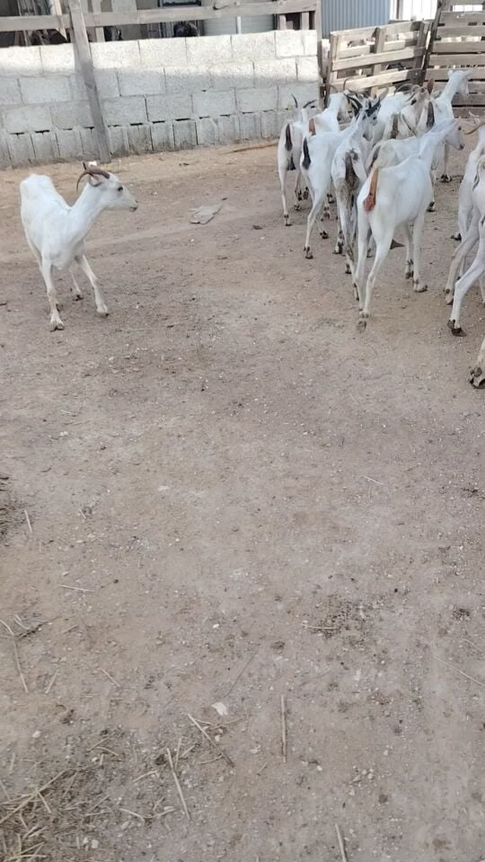معزا عمانيات طيبه