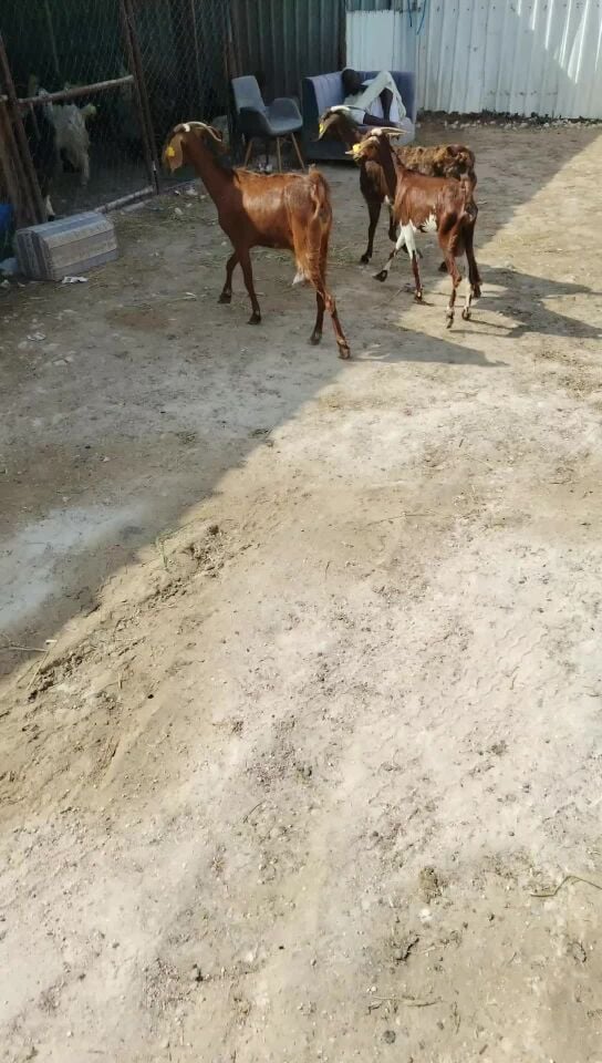 للبيع معزه عمنيات طيب