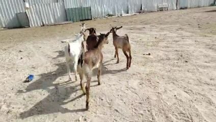 للبيع تيوس طيبه