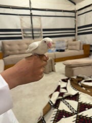 للبيع 