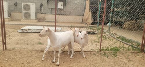 افحل عمانيات برص بيور