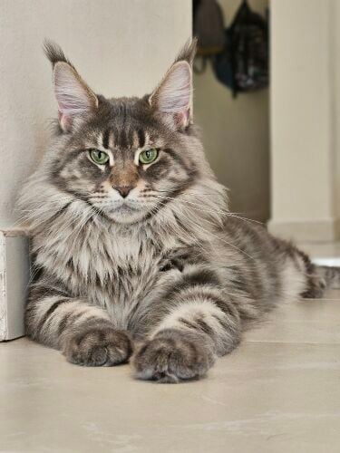 Maine Coon female