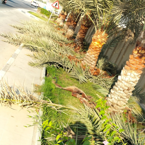تنظيف نخيل 55079950