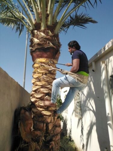 تكريب وتقليم نخيل وتلقيح